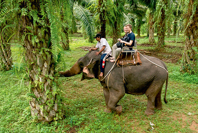 Провинция Krabi. Прогулка на слонах.