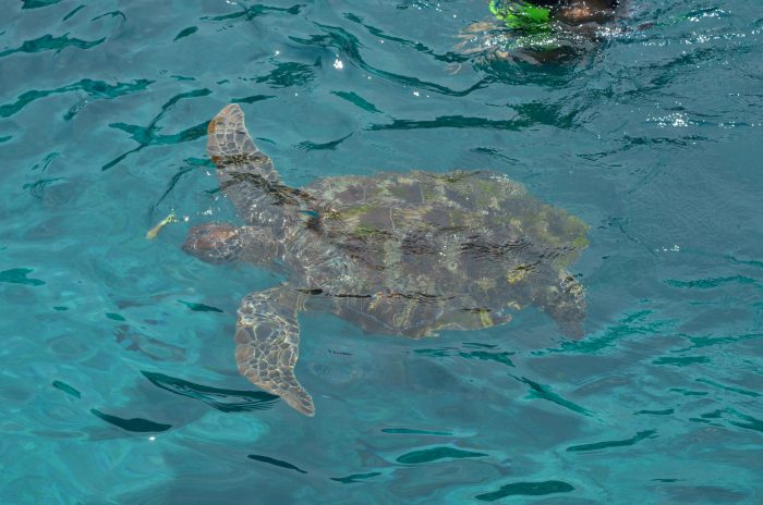 Черепаха у симиланских островов